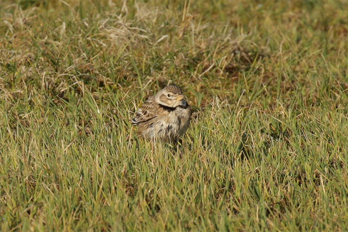 Calandra Lark