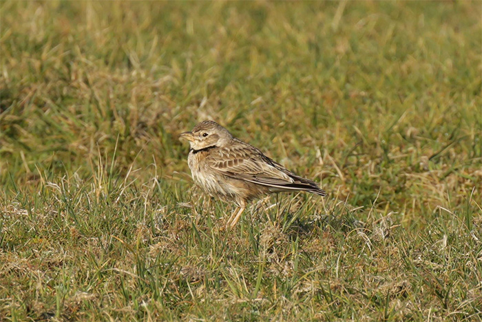 Calandra Lark