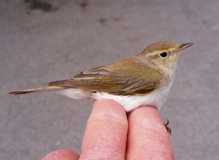 Western Bonelli's Warbler