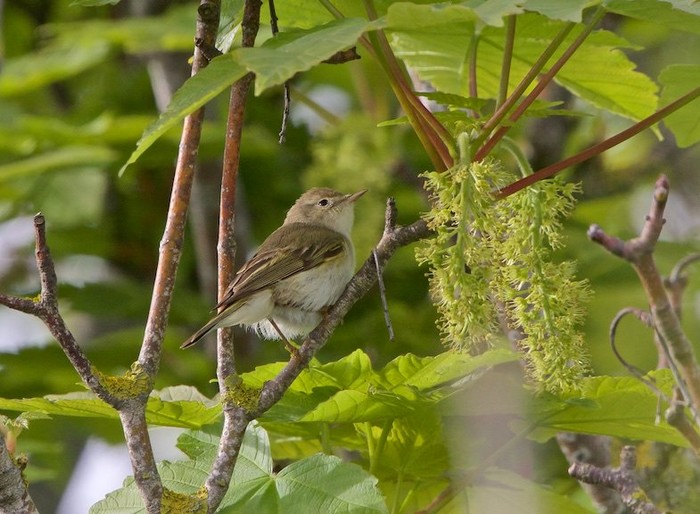 Western Bonelli's Warbler