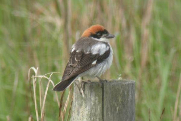 Woodchat Shrike