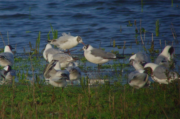Franklin's Gull