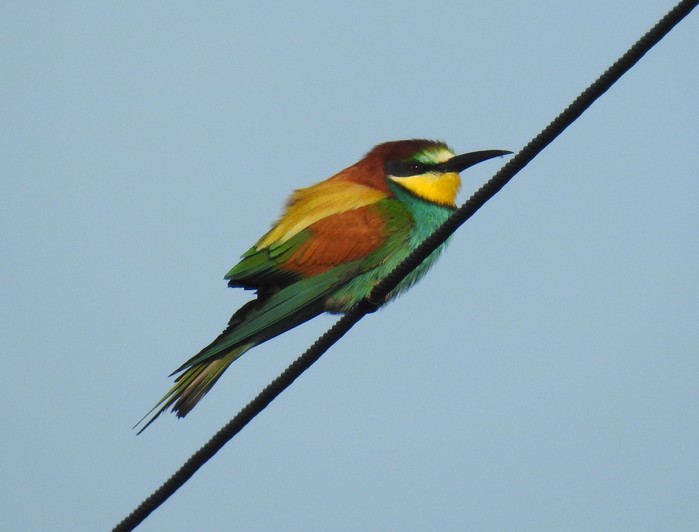 Bee-eater
