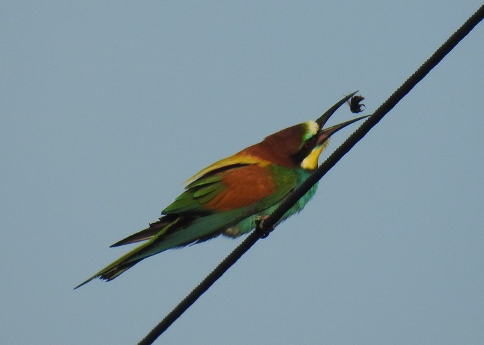 Bee-eater