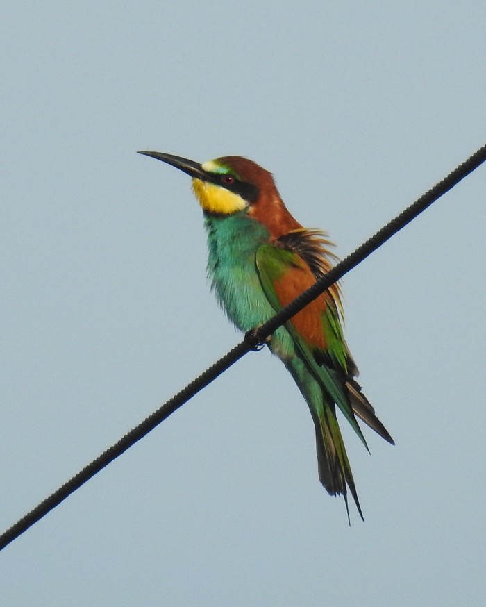 Bee-eater