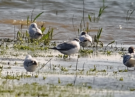 Franklin's Gull