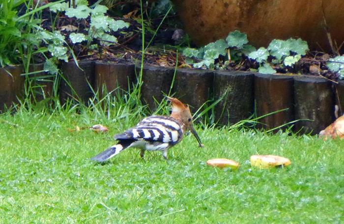 Hoopoe