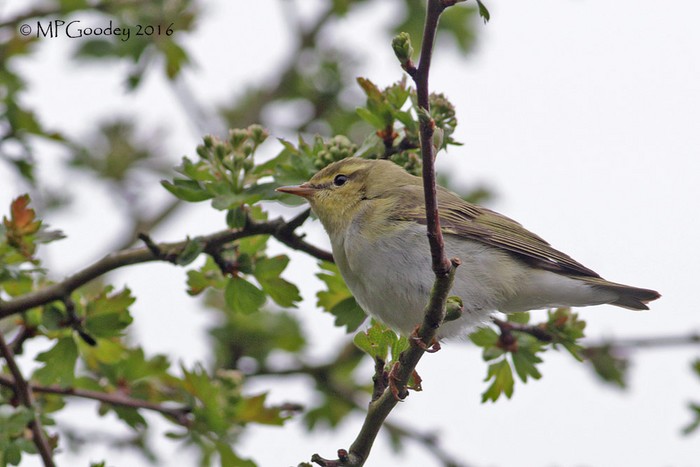 Wood Warbler
