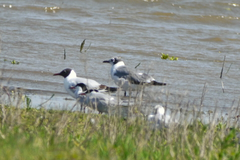 Franklin's Gull