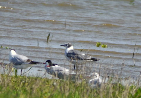 Franklin's Gull