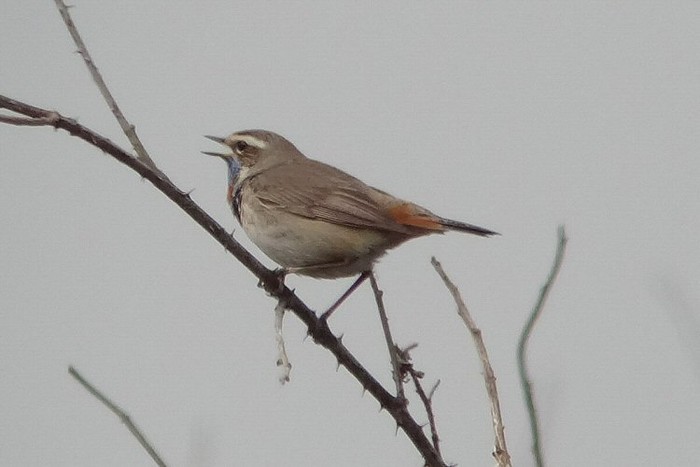Red-spotted Bluethroat