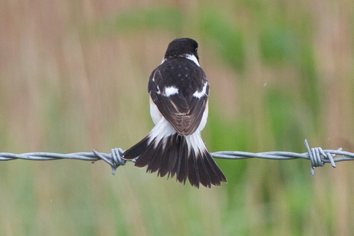 Caspian Stonechat