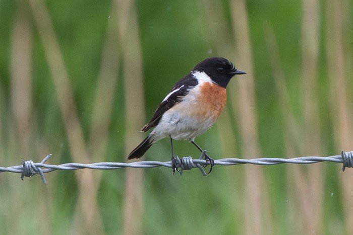 Caspian Stonechat