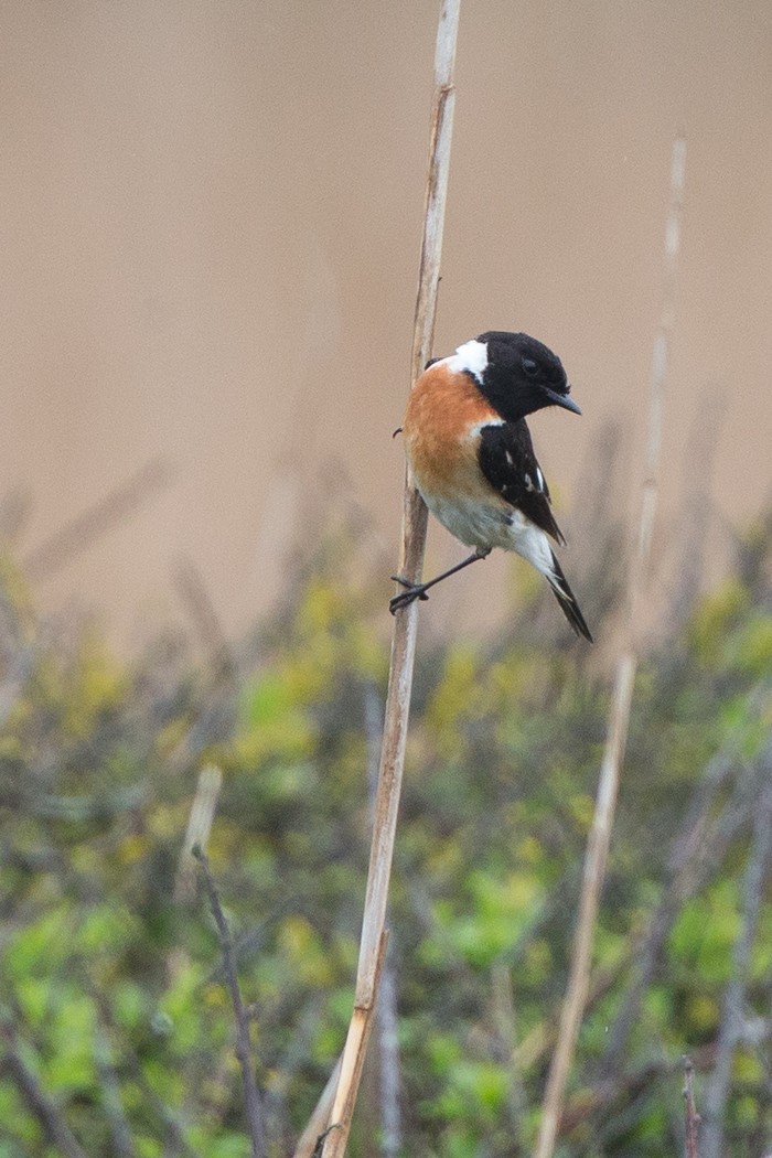 Caspian Stonechat