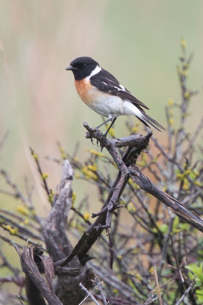 Caspian Stonechat