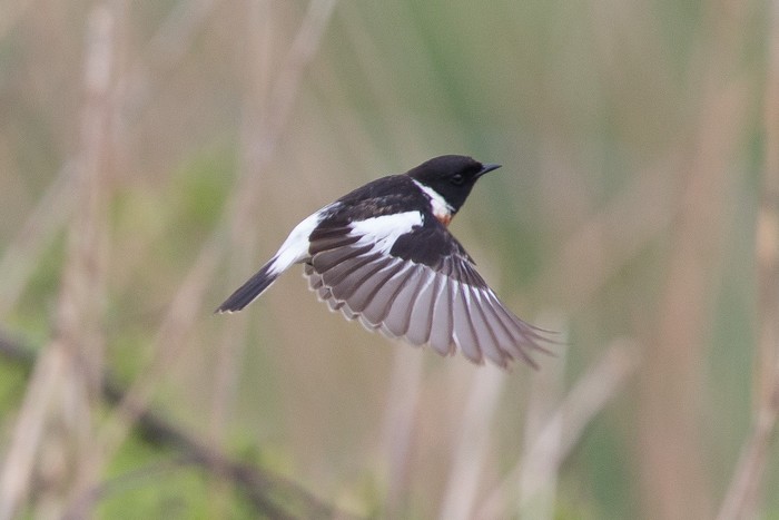 Caspian Stonechat