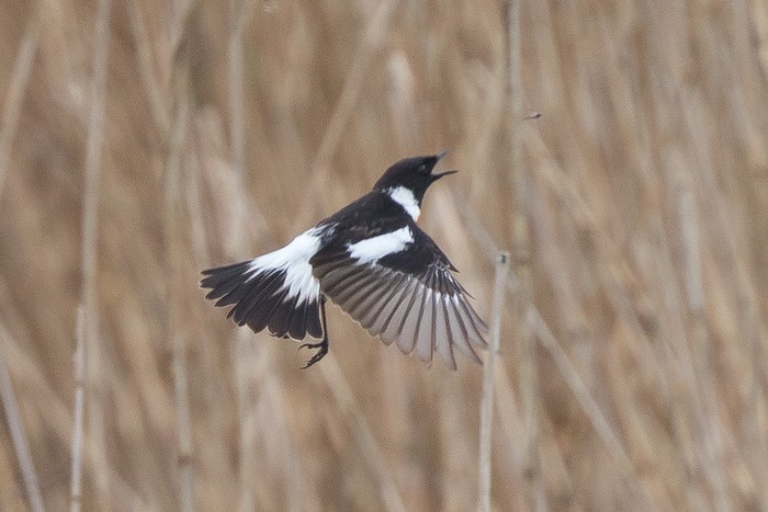 Caspian Stonechat