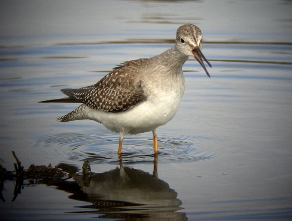 Lesser Yellowlegs