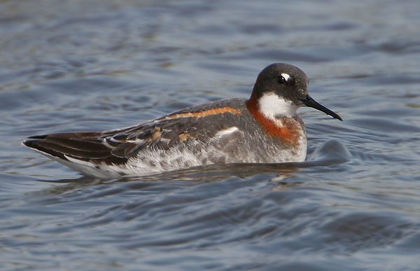 Red-necked Phalarope