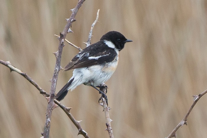 Caspian Stonechat