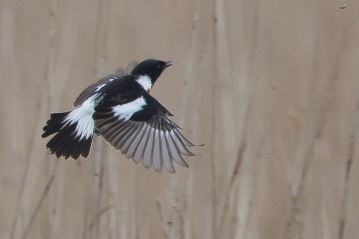 Caspian Stonechat