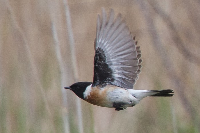 Caspian Stonechat