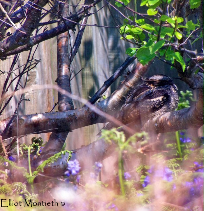 Nightjar