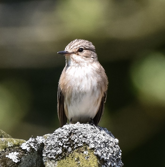 Spotted Flycatcher
