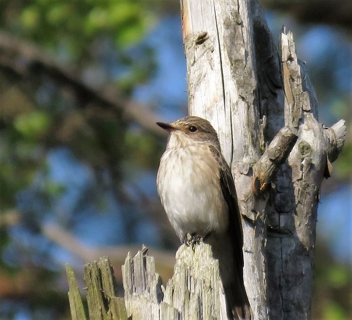 Spotted Flycatcher