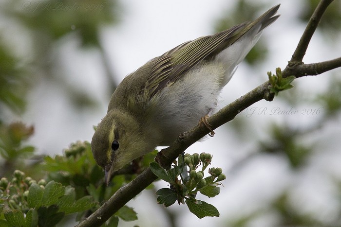 Wood Warbler