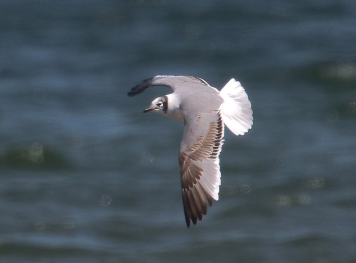 Franklin's Gull