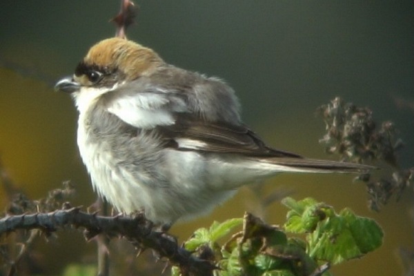 Woodchat Shrike