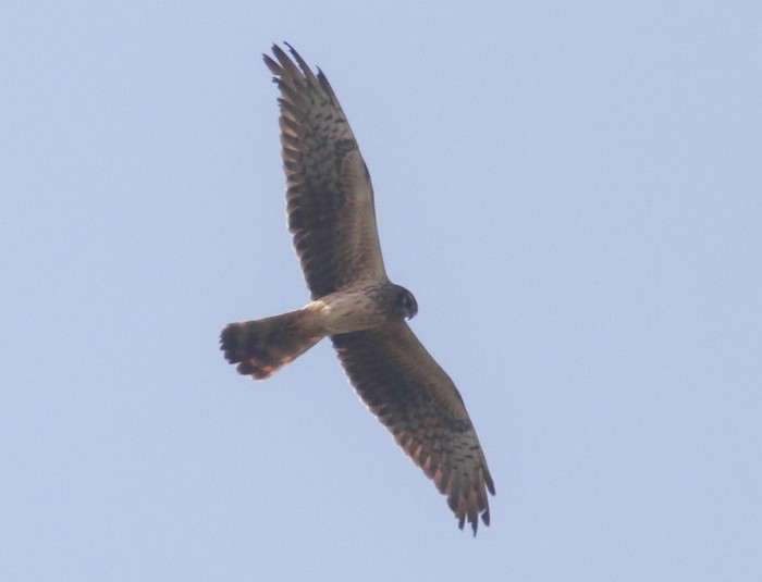 Montagu's Harrier