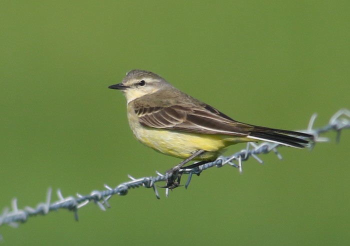 Yellow Wagtail