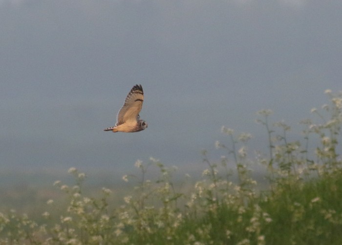 Short-eared Owl