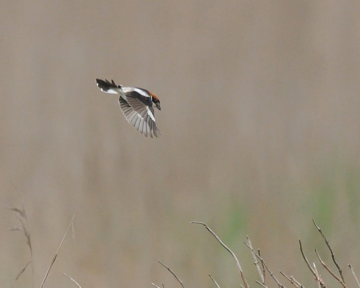 Woodchat Shrike