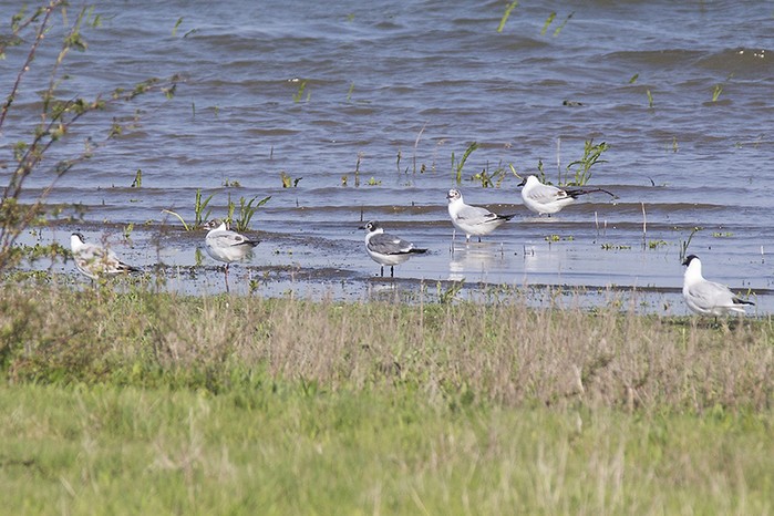Franklin's Gull