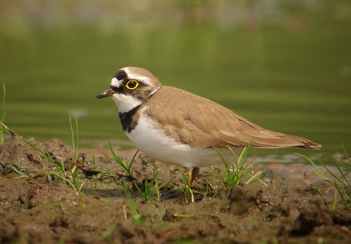 Little Ringed Plover