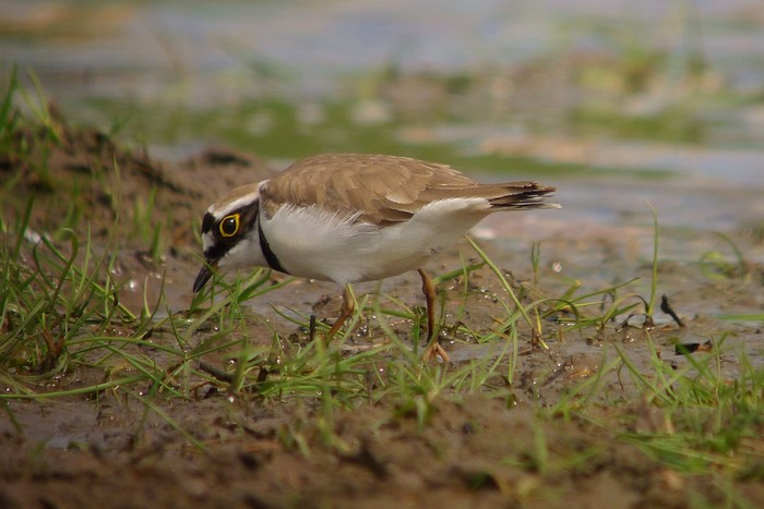Little Ringed Plover