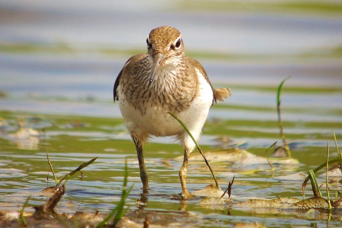 Common Sandpiper