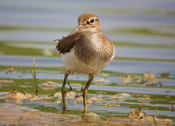Common Sandpiper