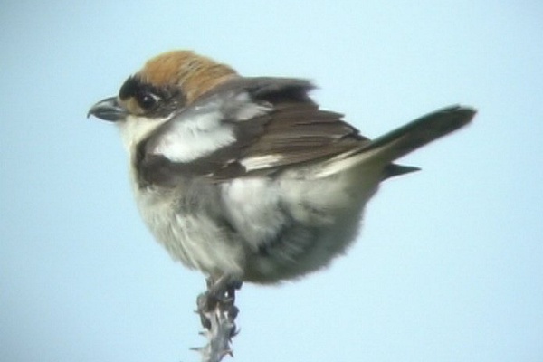 Woodchat Shrike
