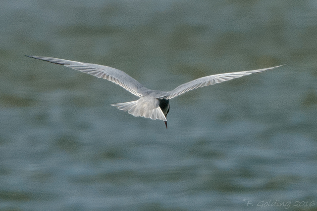 Whiskered Tern