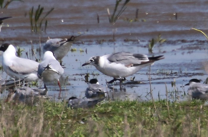 Franklin's Gull