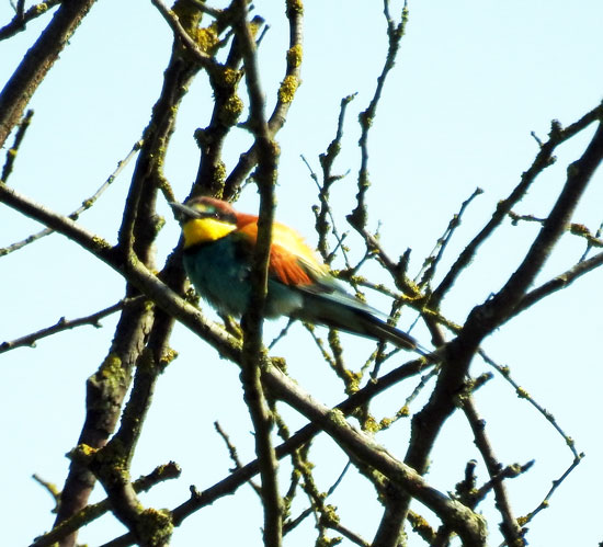 Bee-eater