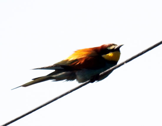 Bee-eater