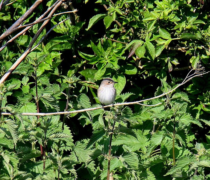 Spotted Flycatcher