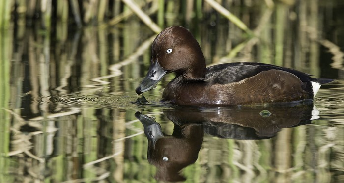 Ferruginous Duck