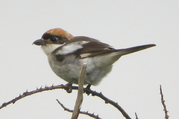 Woodchat Shrike