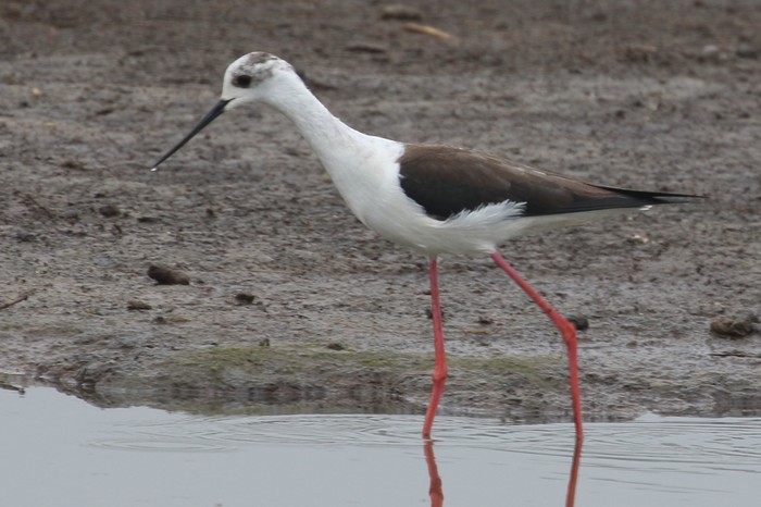 Black-winged Stilt